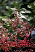bloemen en planten vvbvanbree     1156